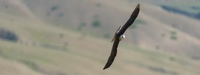 Saker Falcon during a Salburun hunting competition