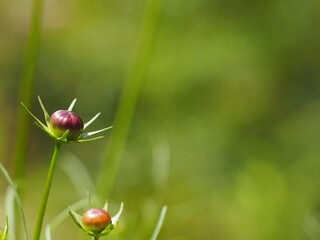 コスモス　つぼみ