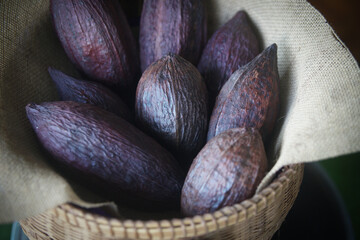 cacao bean fruit cocoa pod in rattan basket