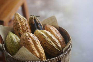 cacao bean fruit cocoa pod in rattan basket