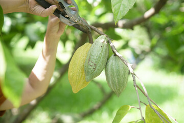 farmer harvest cacao bean fruit cocoa pod from tree