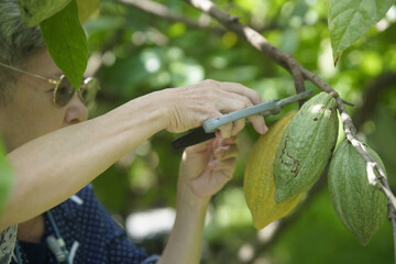 farmer harvest cacao bean fruit cocoa pod from tree