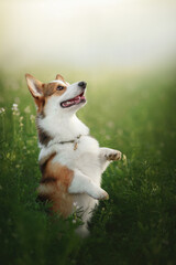 corgi puppy dog in green nature blossom field © Krystsina