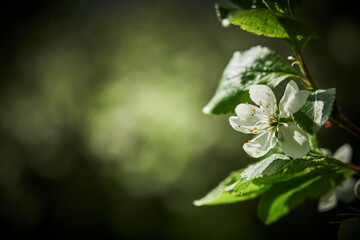 White garden tree flower
