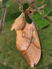 Close-up of Opodiphthera eucalypti or "emperor gum moth" resting on a tree branch