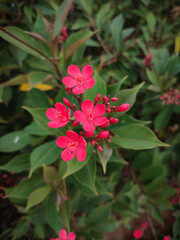 close-up of peregrina flower or spicy jatropha