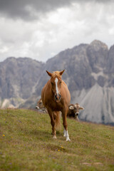 Fototapeta na wymiar horse and cows in the mountains