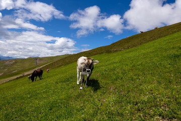 Naklejka premium cow in the mountains