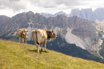 Fototapeta na wymiar cows up in the mountains