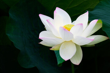美しい蓮の花「大蛇伝説の池に咲く蓮」
Beautiful lotus flower 