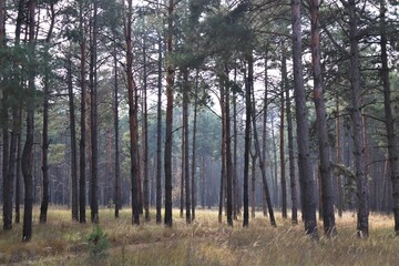 Obraz premium Trees in a pine forest