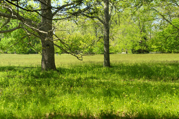 Fototapeta na wymiar overgrown meadow on a sunny day in massachusetts