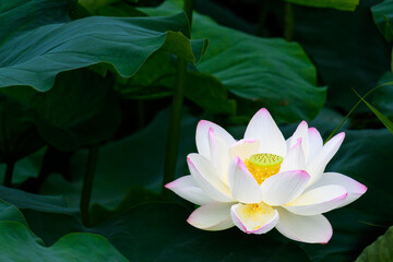 美しい蓮の花「大蛇伝説の池に咲く蓮」
Beautiful lotus flower 