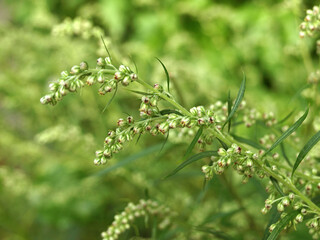 Artemisia vulgaris (mugwort, common wormwood).    Flowering of bitter grass