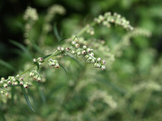 Artemisia vulgaris (mugwort, common wormwood).    Flowering of bitter grass