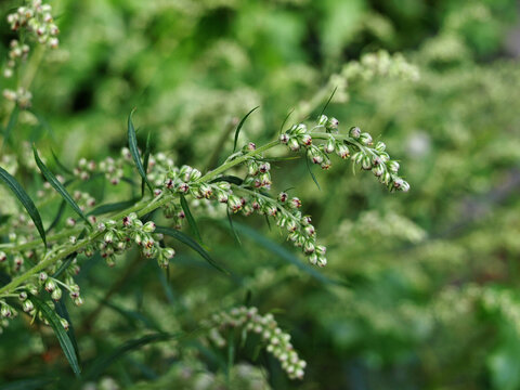 Artemisia vulgaris (mugwort, common wormwood).    Flowering of bitter grass