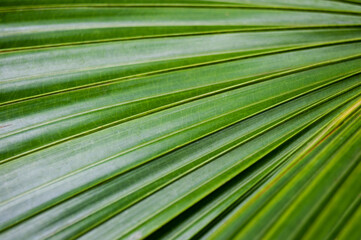 A close shot of a section of palm leaves, repeating lines and texture.