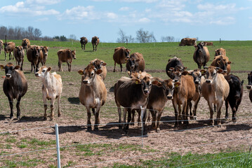 Naklejka na ściany i meble Jersey Cattle In Pasture On The Farm