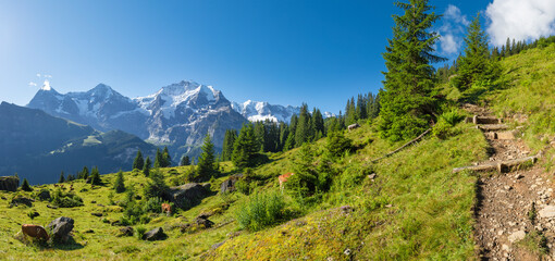 The panorma of Bernese alps with the Jungfrau, Monch and Eiger peaks over the alps meadows with the...