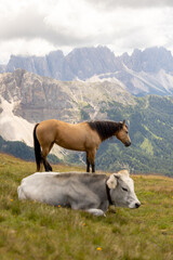 Fototapeta na wymiar horse and cow in the mountains