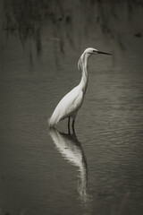 Little Egret