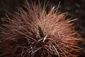 Cotton Top Cactus Close Up