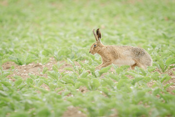 Hare in the Norfolk countryside