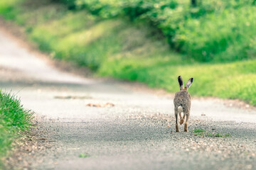 Hare in the Norfolk countryside