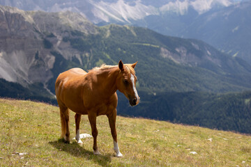 horse in the mountains