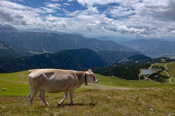 Fototapeta na wymiar Cow walking in the mountains