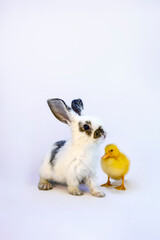 白背景前の1匹の子ウサギとアヒルの雛1羽