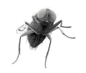 insect fly under the microscope, with transparent background, 3D render