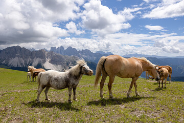 Obraz premium horses in the mountains