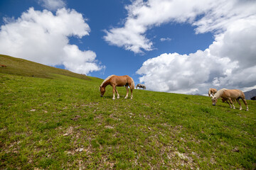 horse grazing in the grass