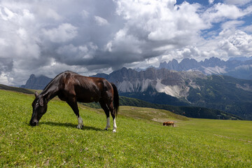 black horse grazing in the mountains
