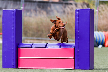 Fast and crazy sable red Hungarian Vizsla running dog agility course at outdoors competition. Versatile, red-coated gundog jumping over soft agility wall. Positive trained Vizsla dog  - Powered by Adobe