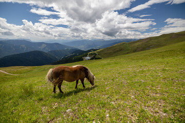 pony grazing in the green mountains