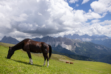Black American quarter horse grazing in the green meadow mountains