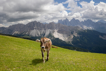 calf in the mountains