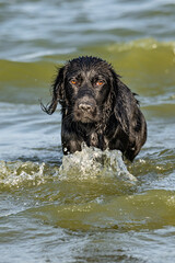 A black dog emerging from the water after swimming in the sea.