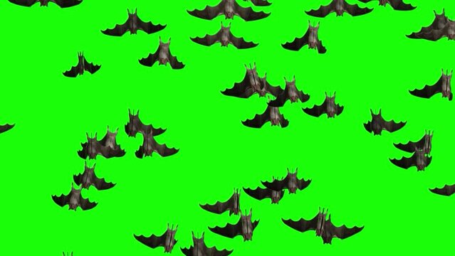 Flying bats. Transition set of 8. Isolated birds. Background. Halloween decoration. Green screen. Loop. 23,98 fps
