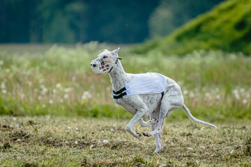 Obraz na płótnie Canvas Whippet dog in white shirt running and chasing lure in the field on coursing competition