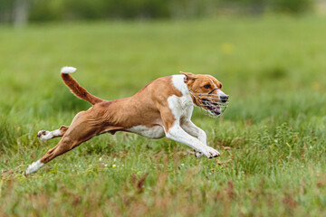 Young basenji dog running in summer on field at lure coursing competition