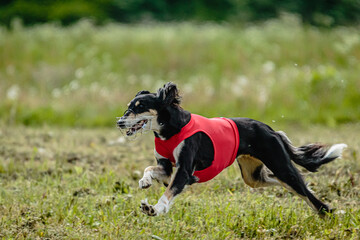 Saluki dog in red shirt running and chasing lure in the field on coursing competition