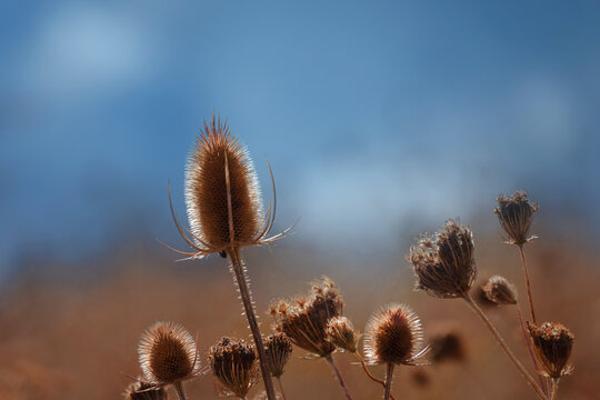 Wilde Karde verbl&uuml;ht, Goldenes Licht, Marburg
