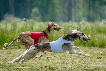 Obraz na płótnie Canvas Saluki dogs in red and white shirts running and chasing lure in the field on coursing competition