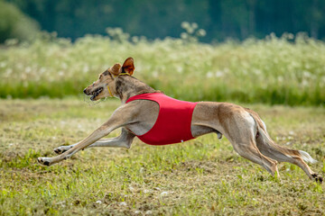 Obraz na płótnie Canvas Saluki dog in red shirt running and chasing lure in the field on coursing competition