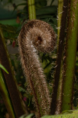 A Giant Fern Sprig