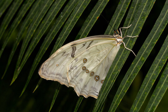 A White Morpho Butterfly