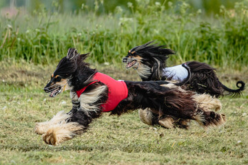 Afghan borzoi dogs in red and white shirts running and chasing lure in the field on coursing...
